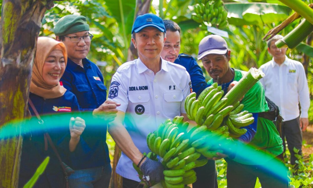 Saat Wali Kota Bogor Panen Pisang Barangan Jumbo Merah