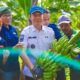Saat Wali Kota Bogor Panen Pisang Barangan Jumbo Merah