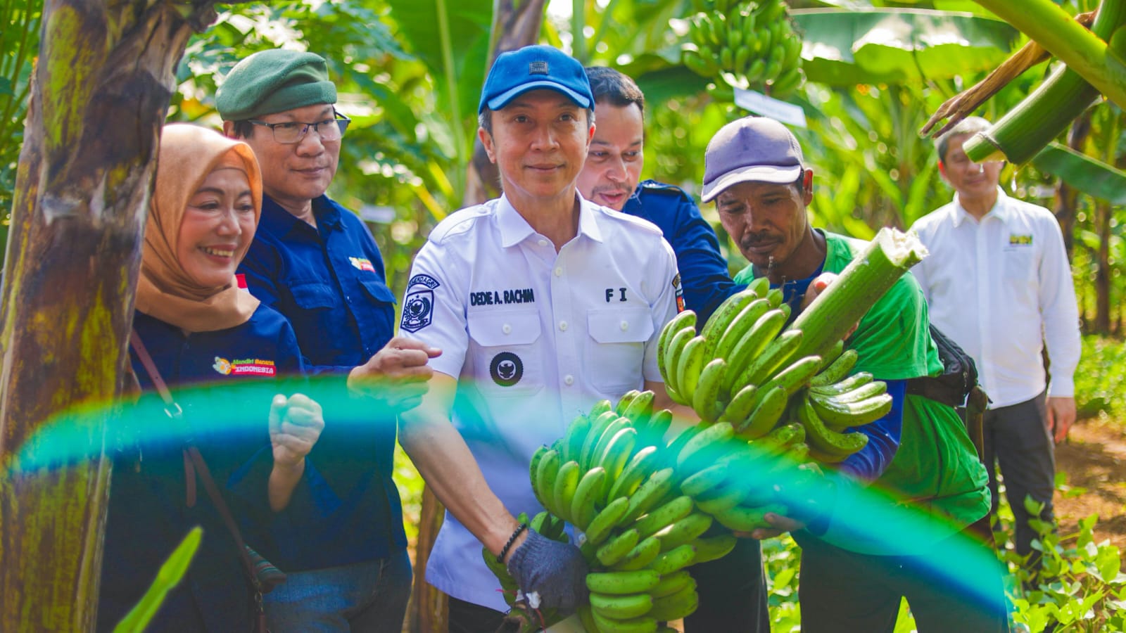 Saat Wali Kota Bogor Panen Pisang Barangan Jumbo Merah