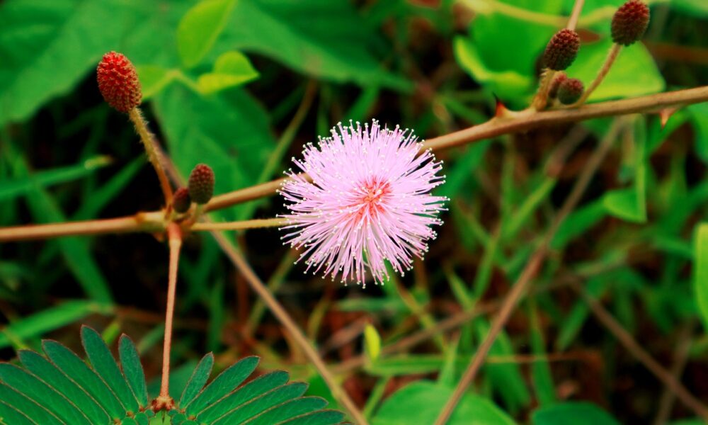 Segudang Khasiat Putri Malu Diungkap Pakar IPB University