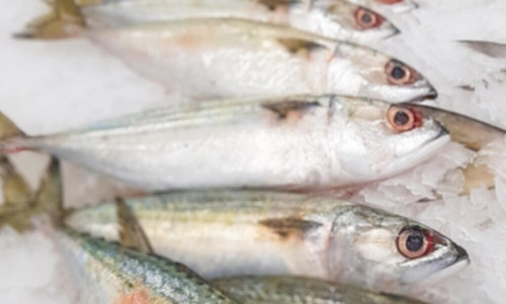 Mengenal Ikan Salem dan Kembung dari Sisi Morfologi, Perilaku Makan-Pola Reproduksi