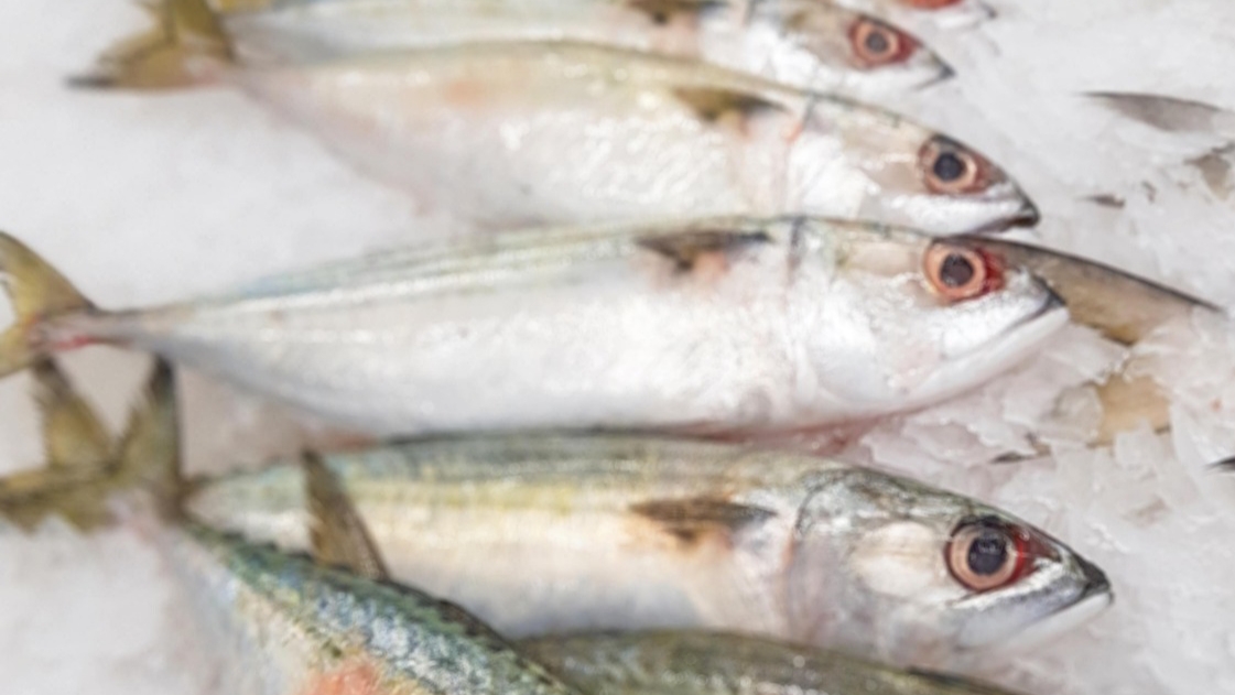 Mengenal Ikan Salem dan Kembung dari Sisi Morfologi, Perilaku Makan-Pola Reproduksi