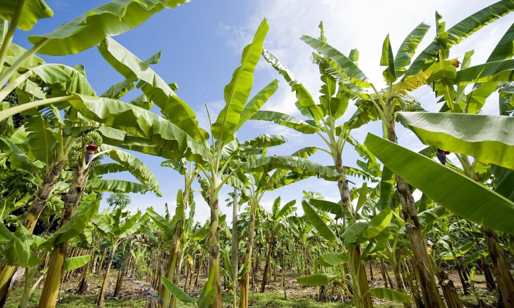 Lapisan Putih Daun Pisang Aman atau Berbahaya? ini Kata Pakar IPB