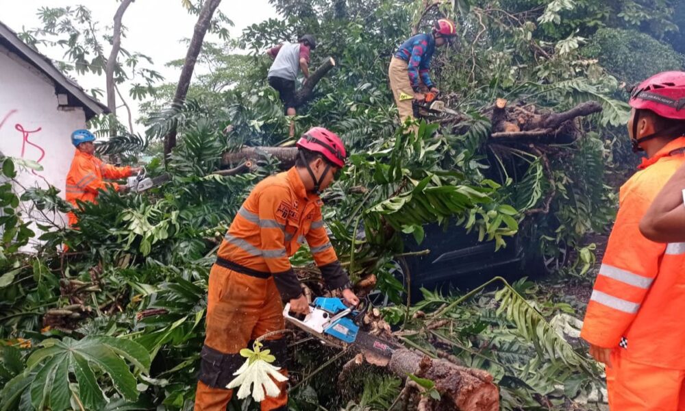 Pohon Setinggi 15 Meter Tumbang Timpa Mobil di Paledang Kota Bogor