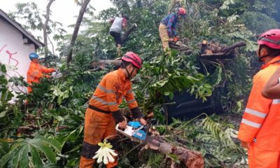 Pohon Setinggi 15 Meter Tumbang Timpa Mobil di Paledang Kota Bogor