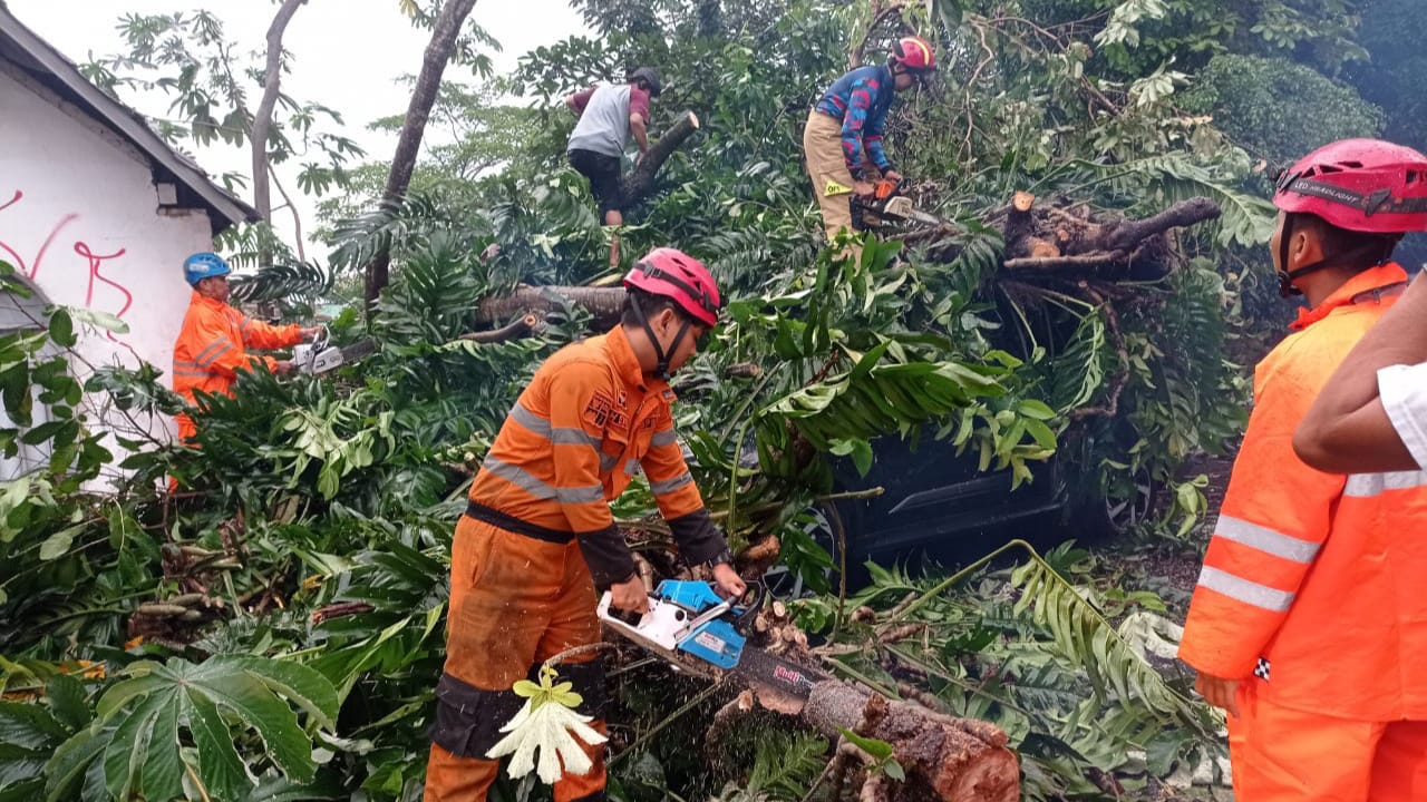 Pohon Setinggi 15 Meter Tumbang Timpa Mobil di Paledang Kota Bogor