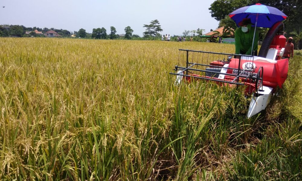 Nasib Lahan Pertanian Indonesia jadi Sorotan 2 Guru Besar IPB