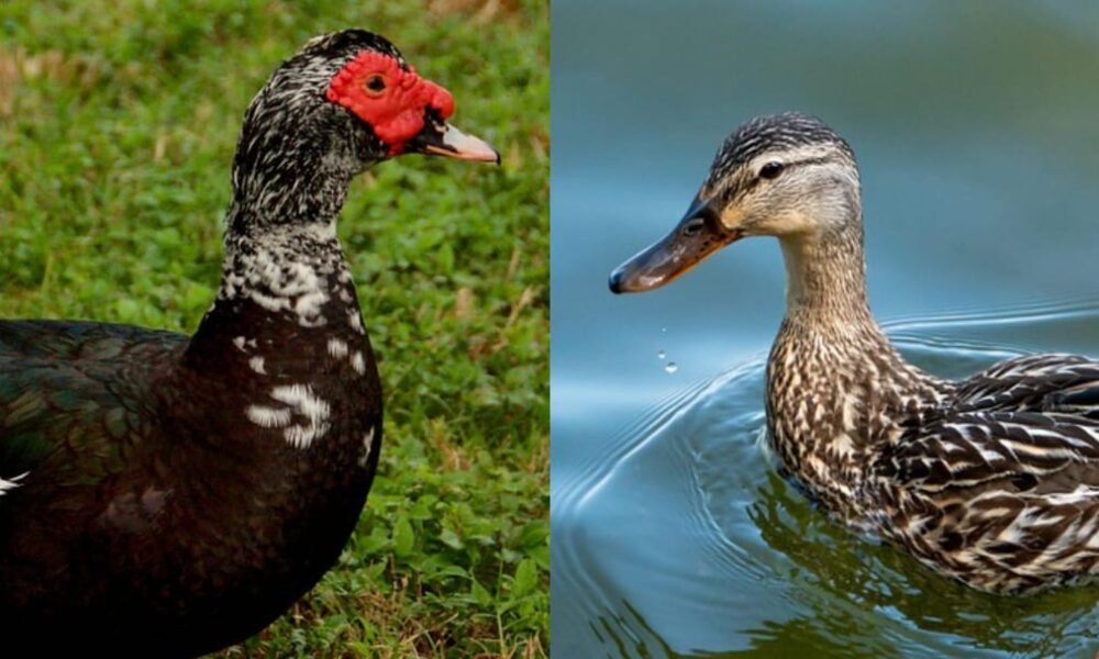 Itik dan Entok: Serupa tapi Tak Sama, Kenali Perbedaannya