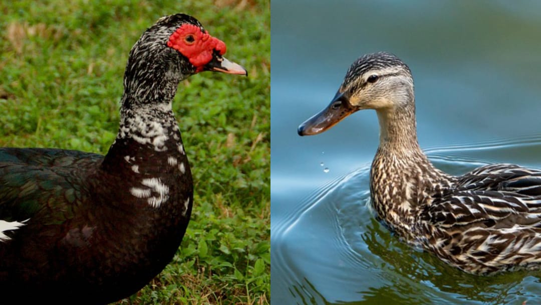 Itik dan Entok: Serupa tapi Tak Sama, Kenali Perbedaannya