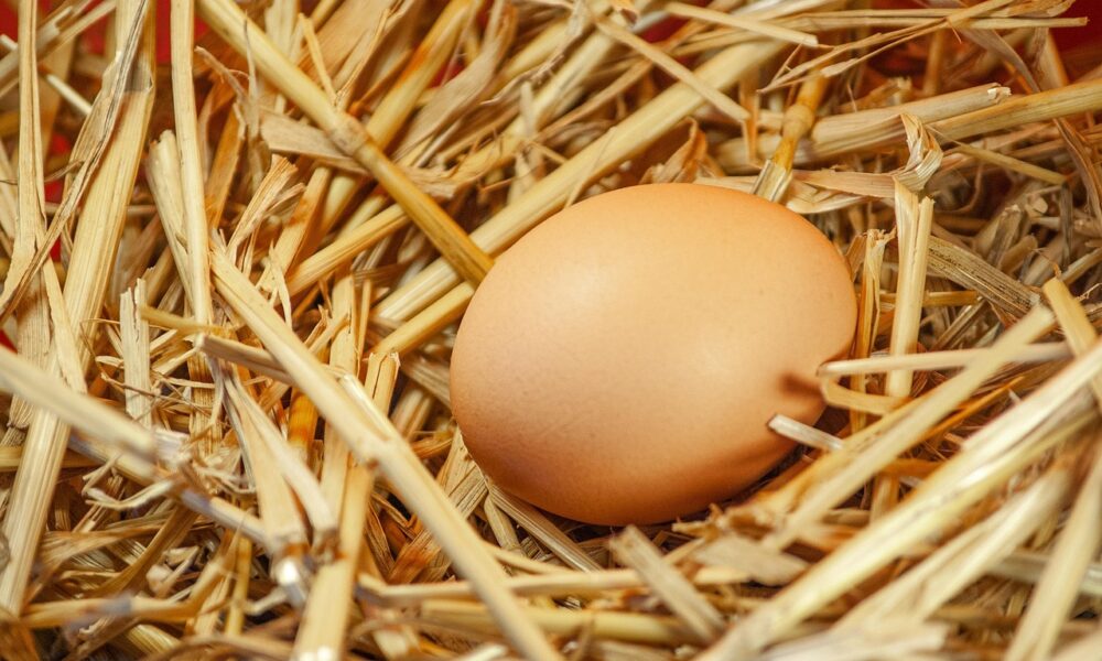 Mengapa Telur Ayam Fertil Tak Layak Konsumsi dan Dilarang Diperjualbelikan? Ini Kata Pakar IPB