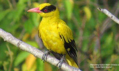 Kepodang Kuduk Hitam, Si Cantik Penghuni Kampus IPB Darmaga