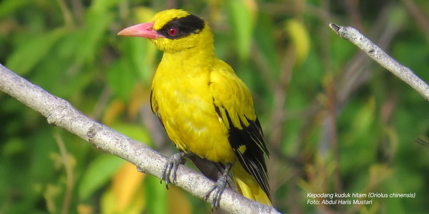 Kepodang Kuduk Hitam, Si Cantik Penghuni Kampus IPB Darmaga