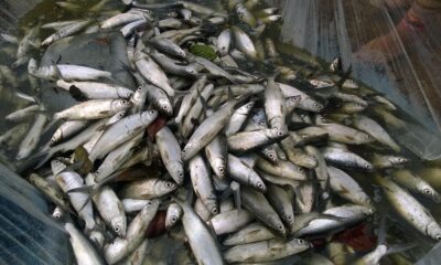 Rahasia Dibalik Tulang Ikan Bandeng yang Mudah Ditarik