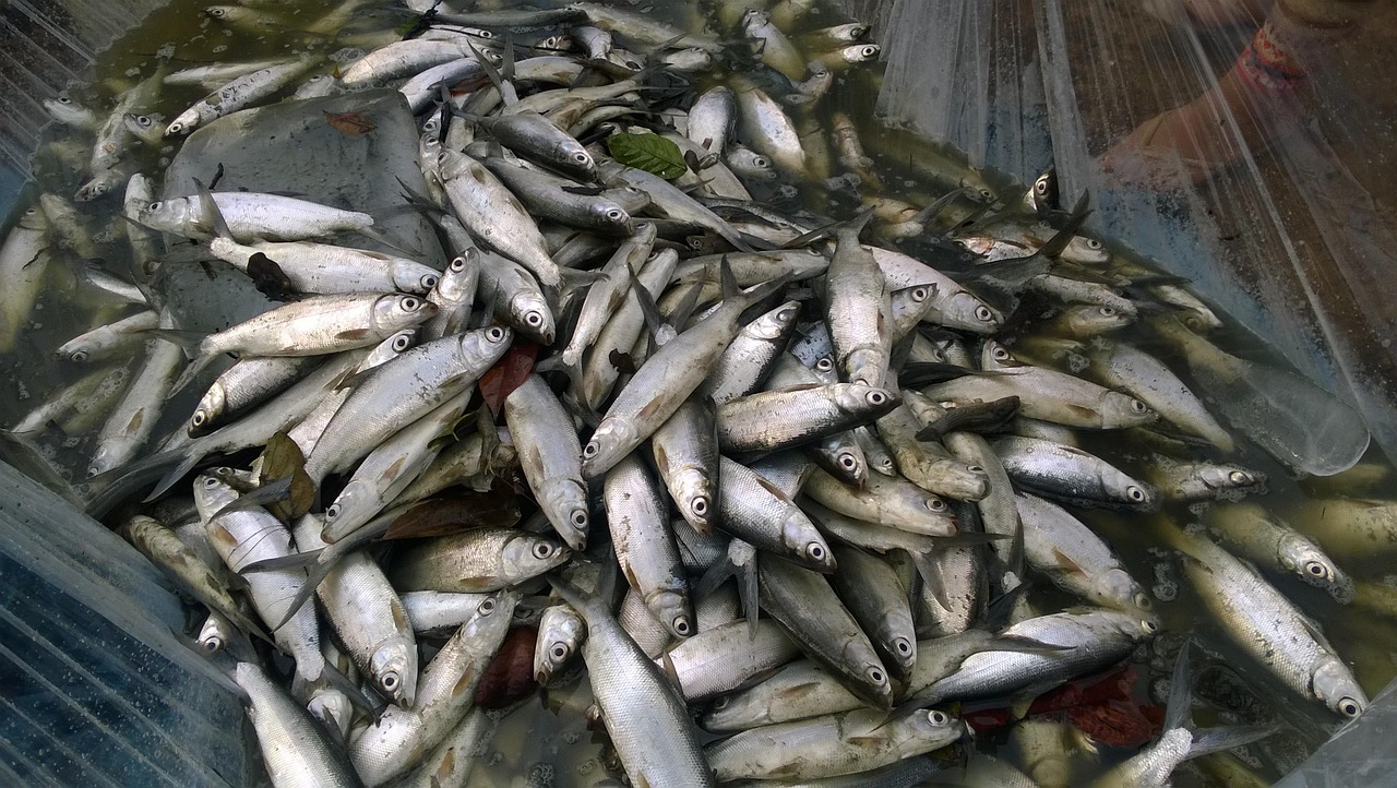 Rahasia Dibalik Tulang Ikan Bandeng yang Mudah Ditarik
