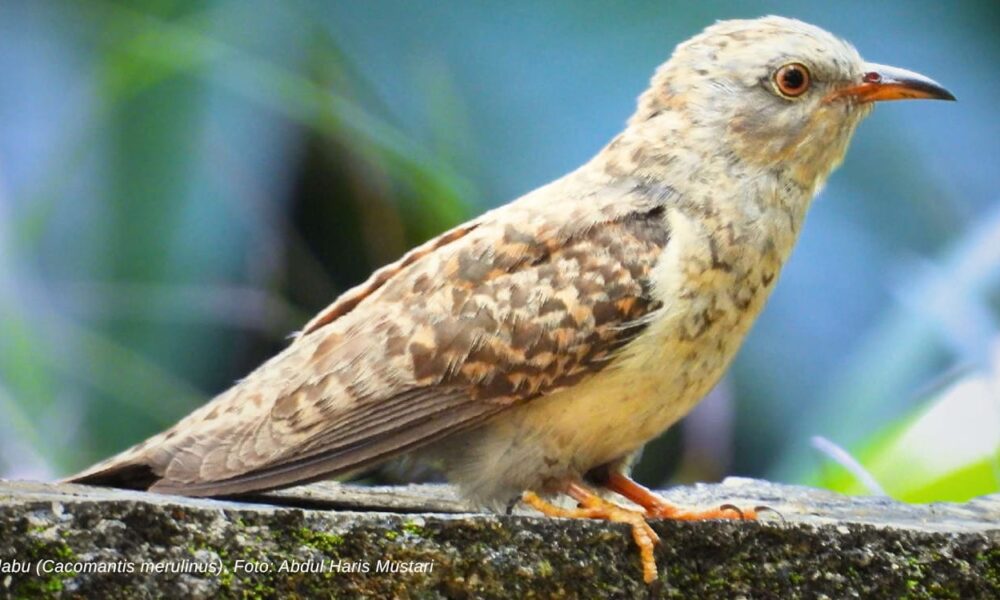 Mengenal Burung Wiwik Kelabu: Dari Perilaku Unik Hingga Cerita Mistis
