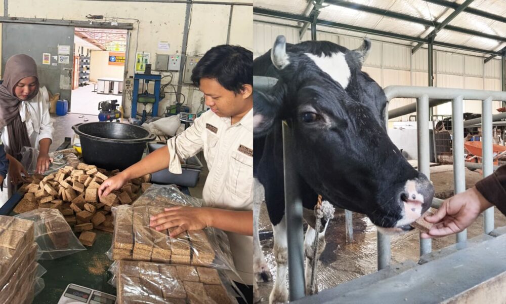 Lactowaf, Wafer Pakan untuk Genjot Produksi Susu Sapi Perah