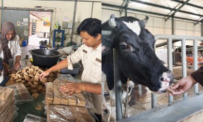 Lactowaf, Wafer Pakan untuk Genjot Produksi Susu Sapi Perah