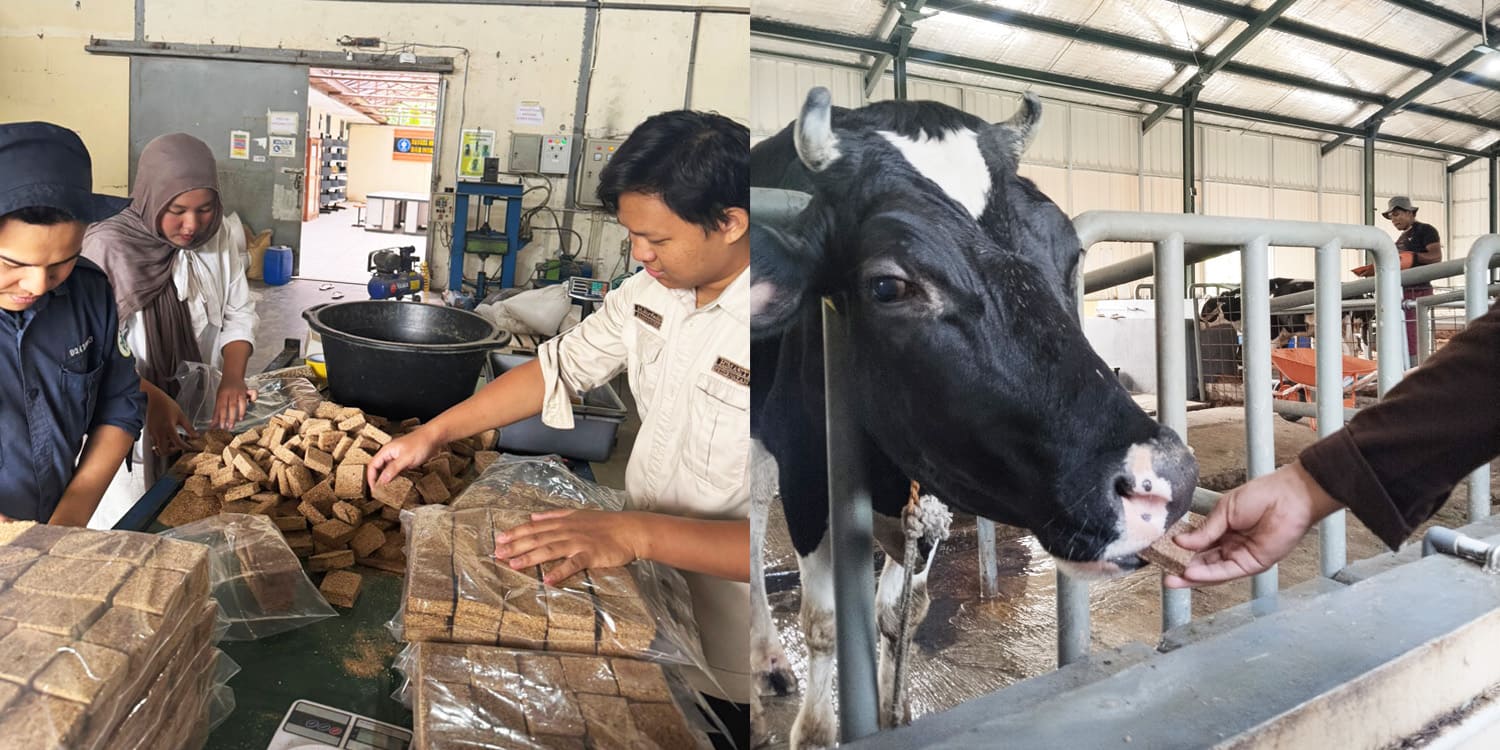 Lactowaf, Wafer Pakan untuk Genjot Produksi Susu Sapi Perah