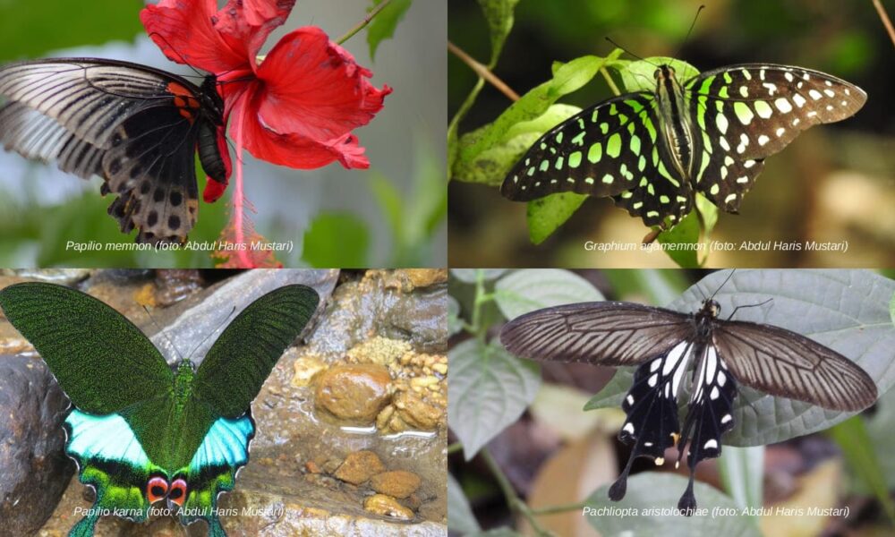 128 Spesies Kupu-Kupu Ditemukan di Kampus IPB University