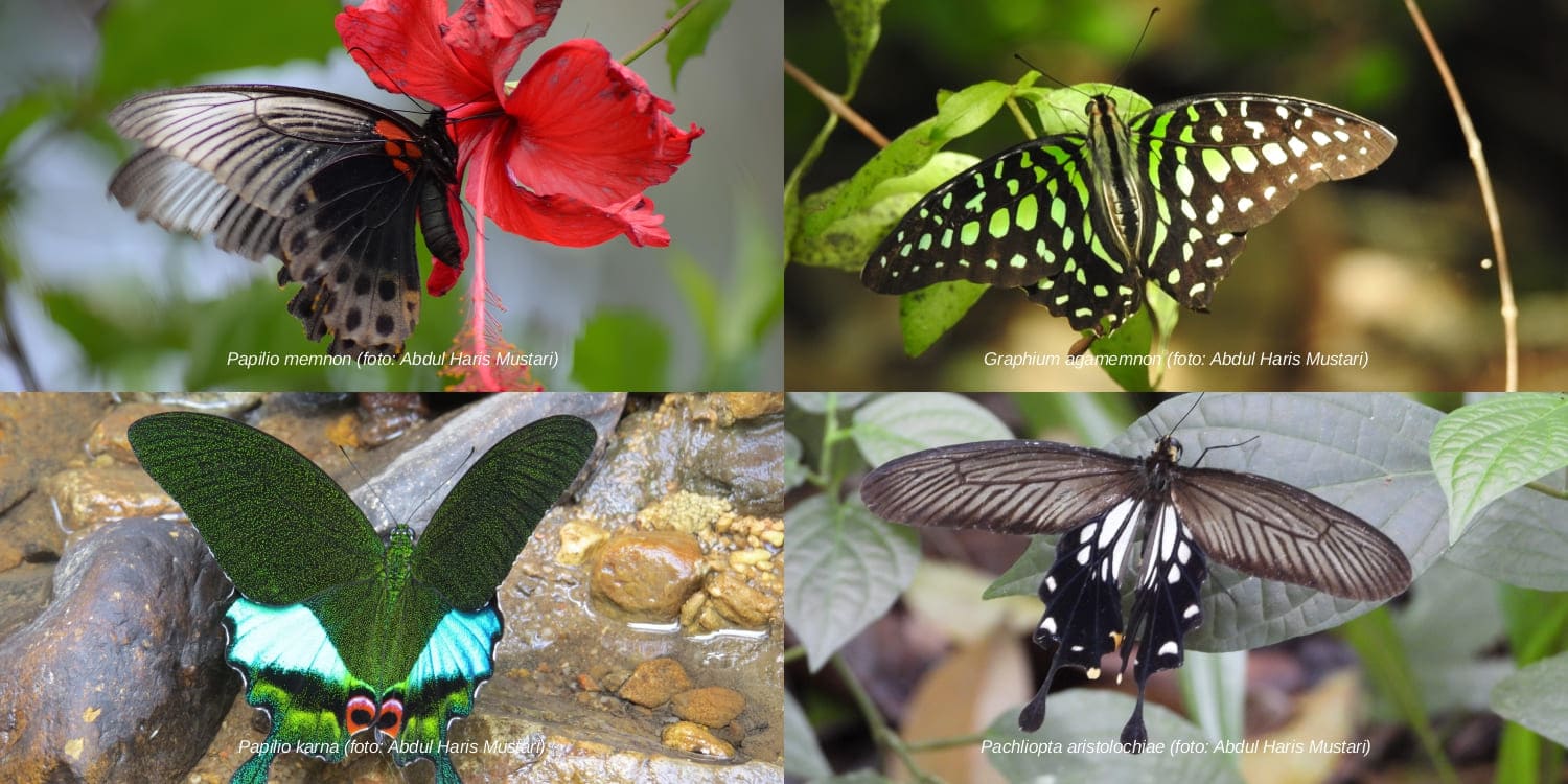128 Spesies Kupu-Kupu Ditemukan di Kampus IPB University