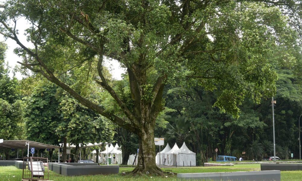 Ficus, Pohon Kunci Penopang bagi 18 Spesies Burung