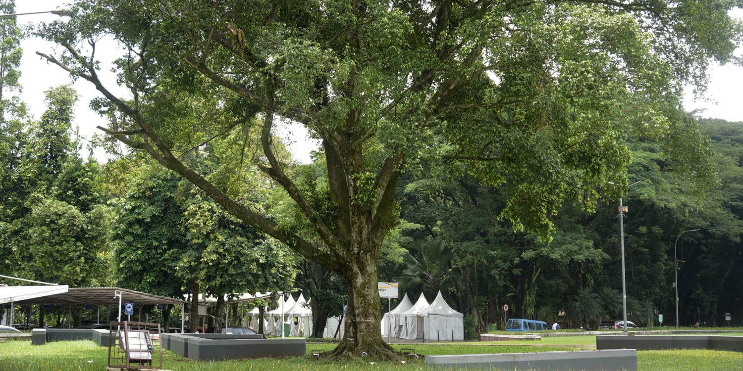 Ficus, Pohon Kunci Penopang bagi 18 Spesies Burung