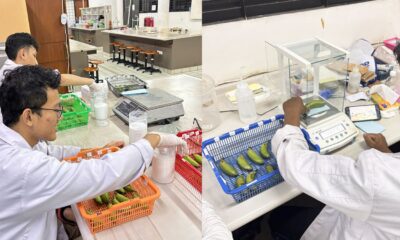 Mahasiswa IPB Perpanjang Umur Simpan Pisang Mas Tanpa Bahan Kimia