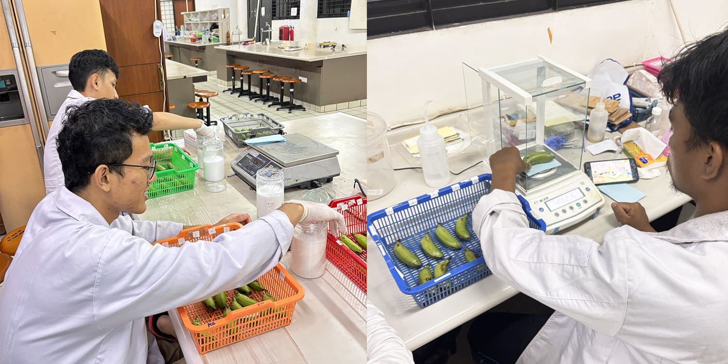 Mahasiswa IPB Perpanjang Umur Simpan Pisang Mas Tanpa Bahan Kimia