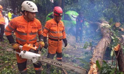 5 Pohon Tumbang Terjadi Bersamaan di Kota Bogor