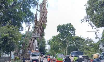 Pohon Raksasa Tua di Depan Balai Kota Bogor Ditebang