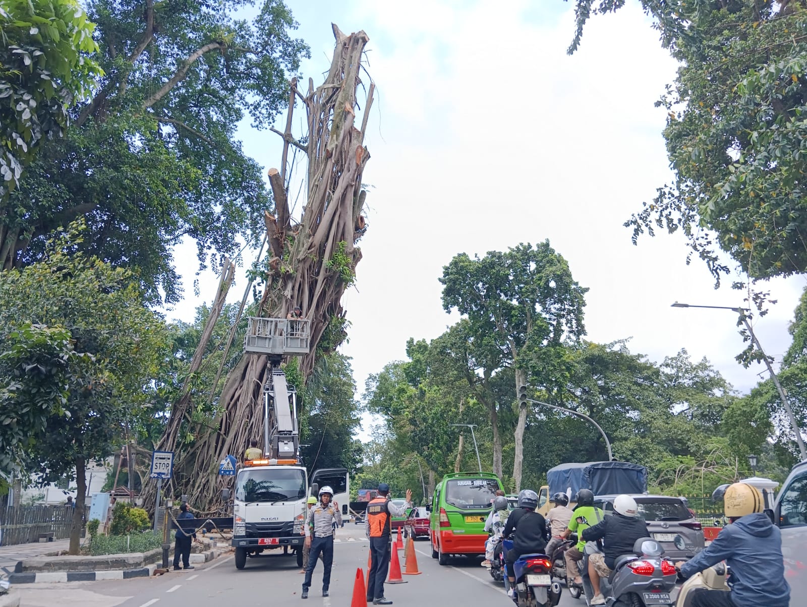 Pohon Raksasa Tua di Depan Balai Kota Bogor Ditebang