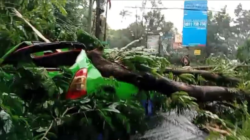 Pohon Tumbang Timpa Angkot di Jalan Pajajaran Kota Bogor