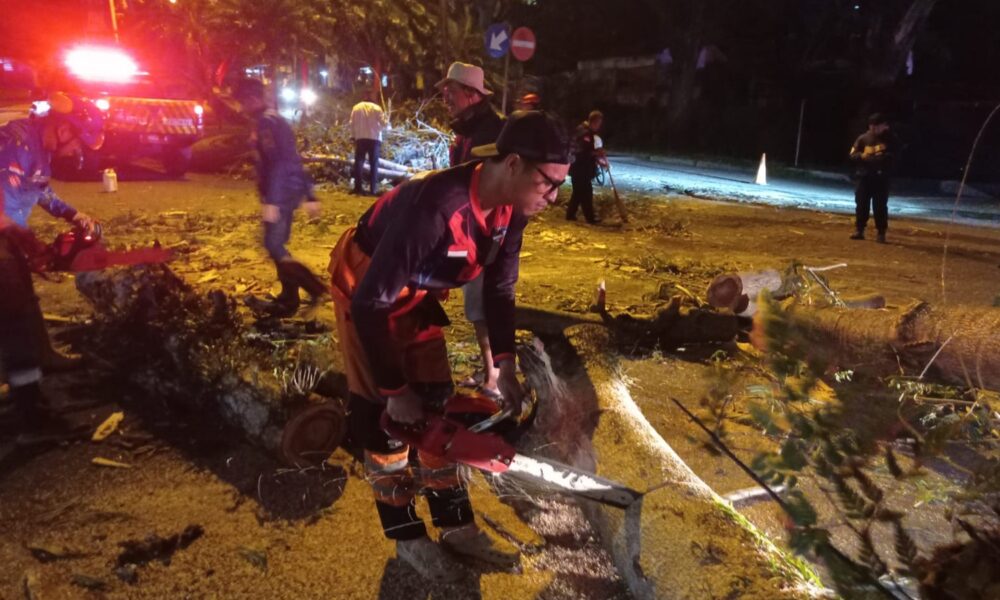 Pohon Tumbang Timpa Pemotor di Mulyaharja, Korban Terluka