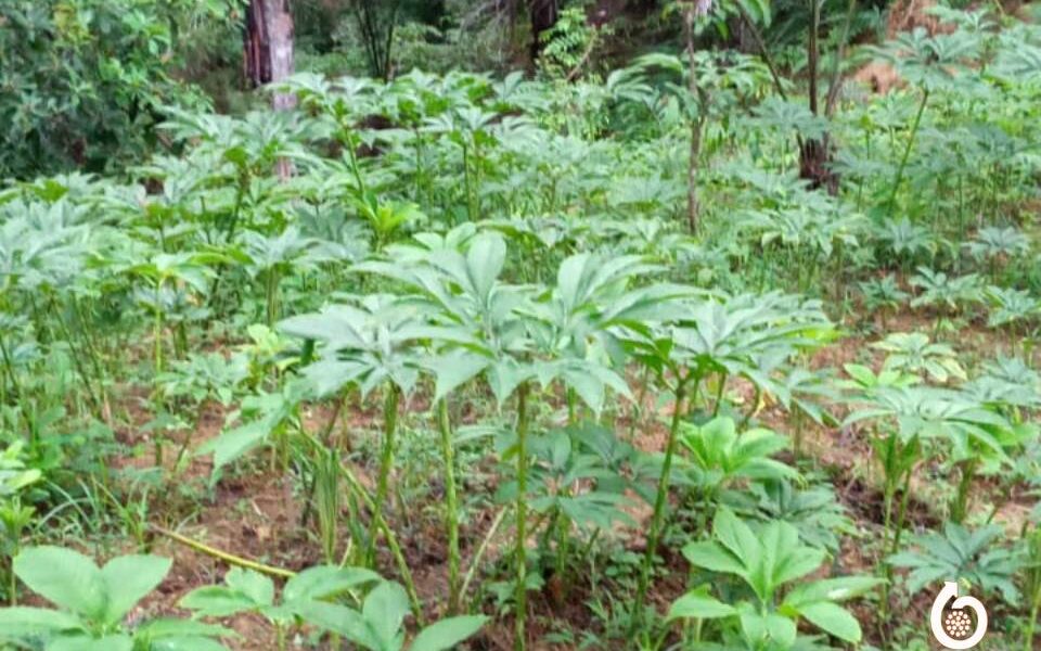 Mengungkap Rahasia Porang, Bahan Kosmetik Perlindungan Kulit