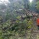 Pohon Tumbang Tutup Jalan Heulang Pagi Hari, BPBD Evakuasi