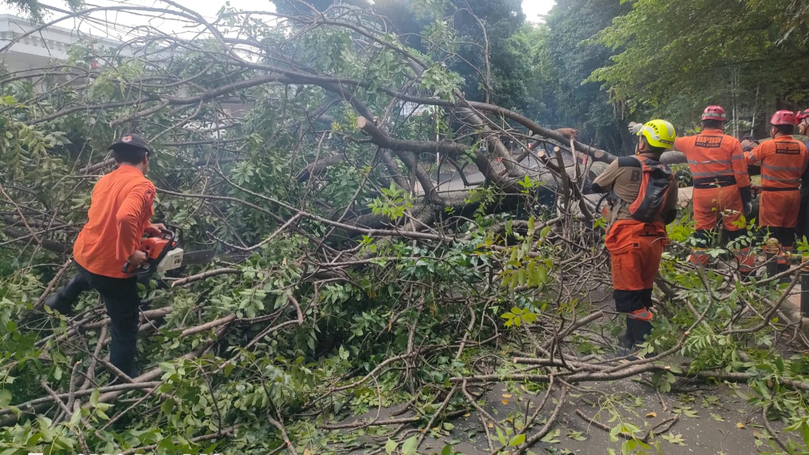 Pohon Tumbang Tutup Jalan Heulang Pagi Hari, BPBD Evakuasi