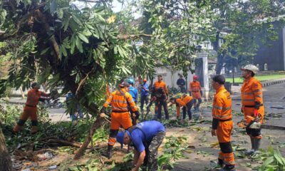 Pohon Tumbang di Tegallega Sempat Tutup Jalan dan Timpa Gerobak