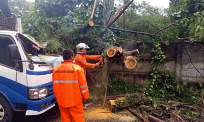 Pohon Setinggi 25 Meter Tumbang Timpa Truk di Bogor Timur
