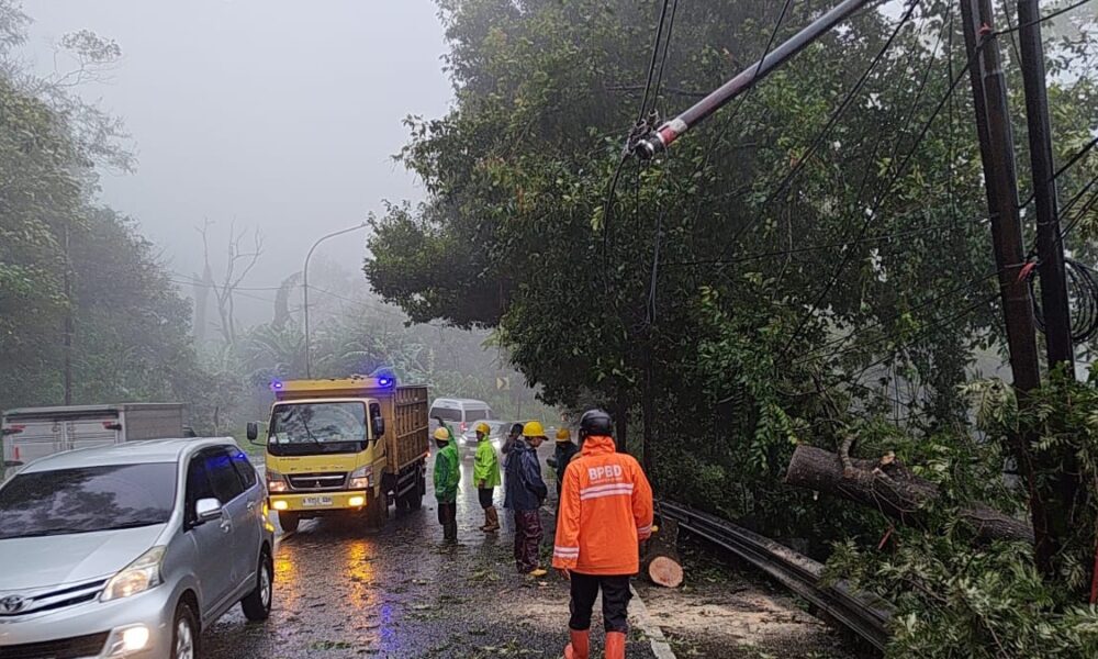 Pohon Tumbang di Cisarua Sempat Tutup Jalur Puncak