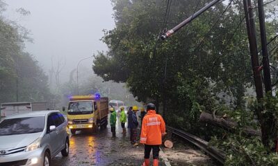 Pohon Tumbang di Cisarua Sempat Tutup Jalur Puncak
