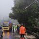 Pohon Tumbang di Cisarua Sempat Tutup Jalur Puncak