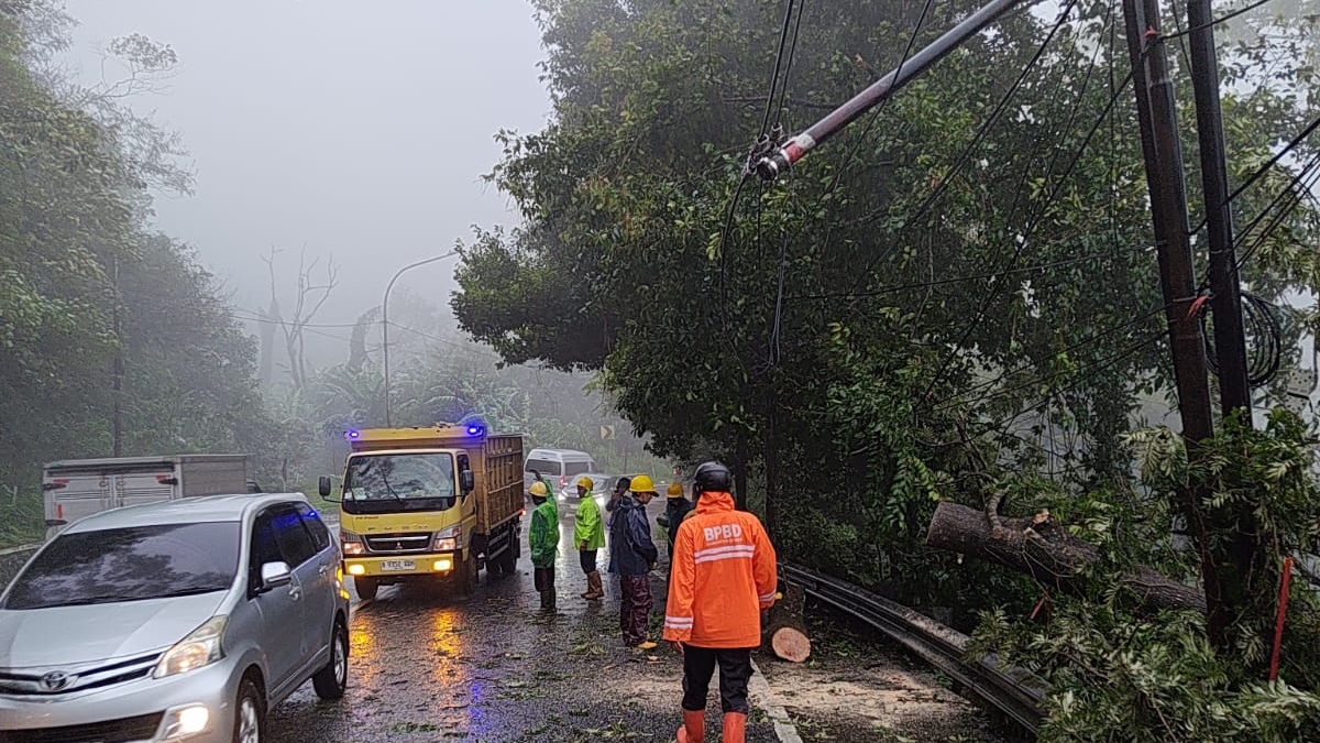 Pohon Tumbang di Cisarua Sempat Tutup Jalur Puncak