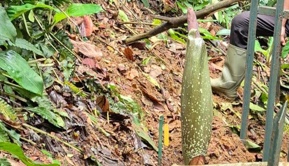 bunga bangkai raksasa, Amorphophallus titanum, Kebun Raya Bogor, klik bogor