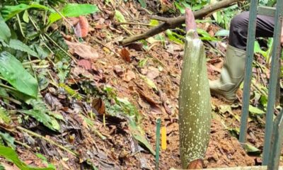 bunga bangkai raksasa, Amorphophallus titanum, Kebun Raya Bogor, klik bogor