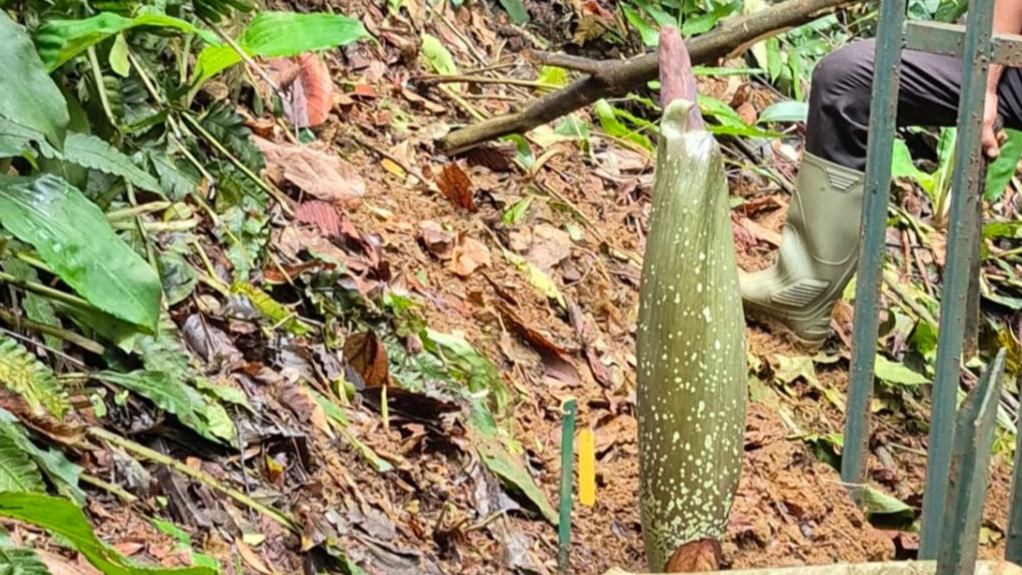 bunga bangkai raksasa, Amorphophallus titanum, Kebun Raya Bogor, klik bogor