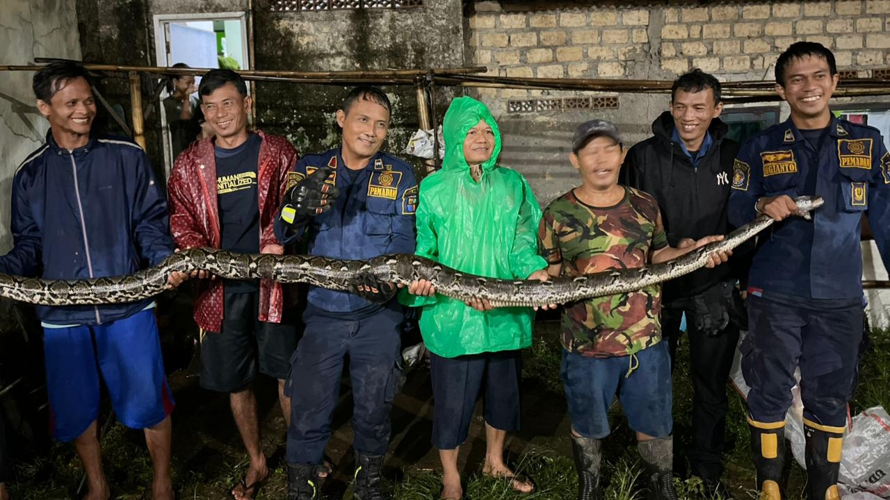Ular Sanca Bersarang 2 Tahun di Bawah Pondasi Rumah, Damkar Evakuasi