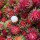 Rambutan Langka di Akhir Tahun, Pakar IPB Ungkap Penyebabnya