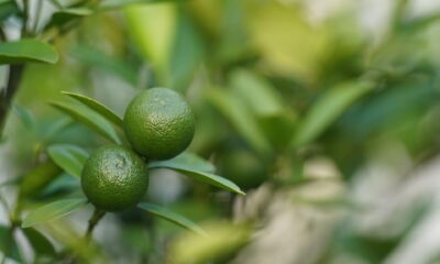 Peran Unik Vitamin C Dibanding Vitamin Lain dalam Sistem Imun