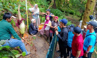 Momen Bunga Bangkai Raksasa Mekar di Kebun Raya Bogor