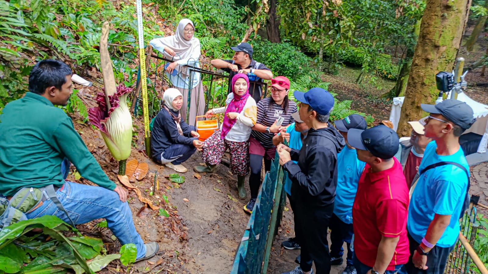 Momen Bunga Bangkai Raksasa Mekar di Kebun Raya Bogor